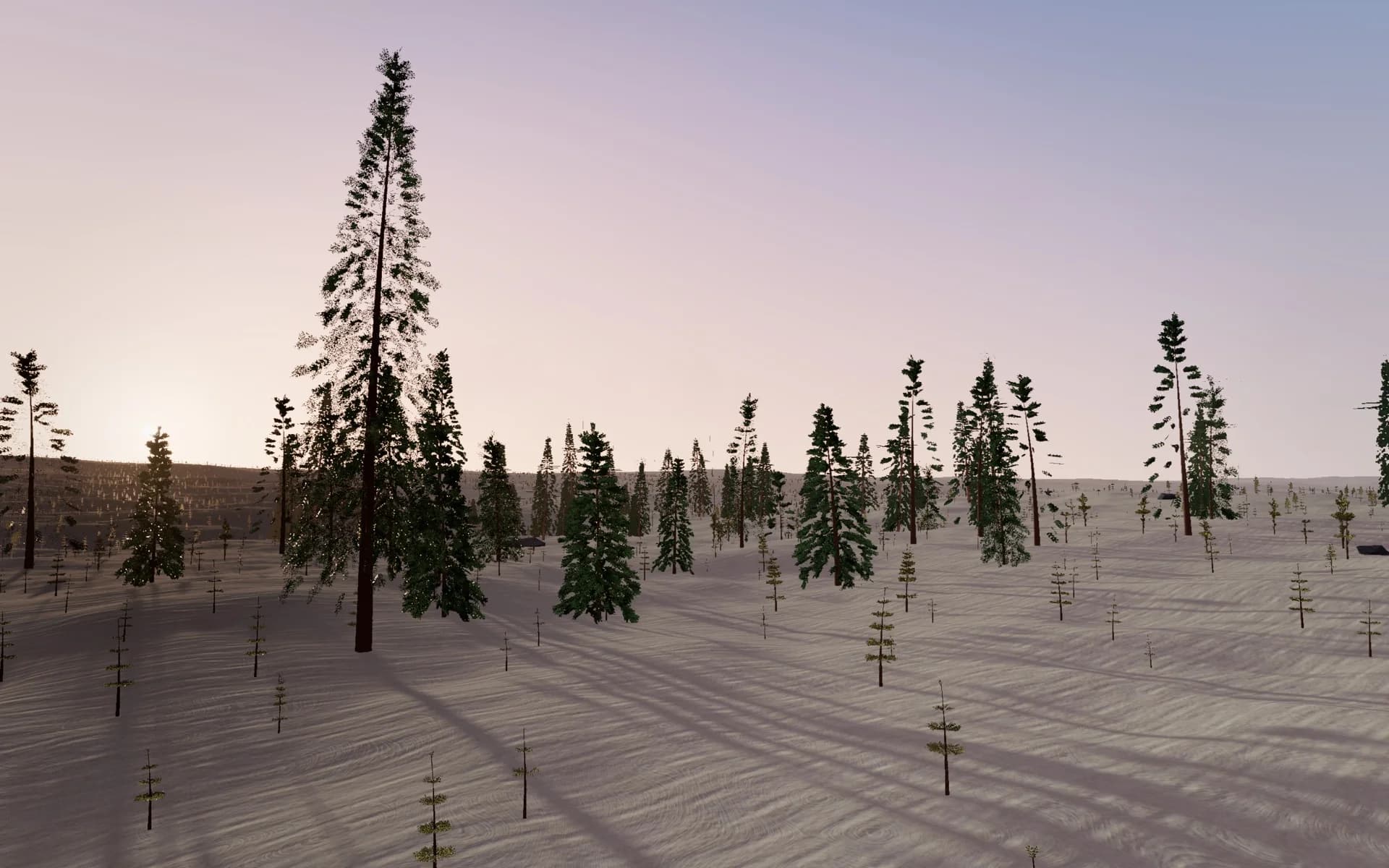 A conifer forest at dawn, captured in Wif